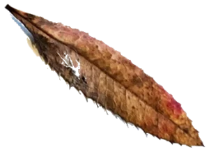 feuille d'arbre automne